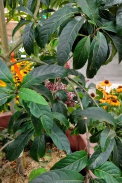 Spring Fleecing Fringe Tree (Chionanthus Virginicus) - 7 Gallon Pot (4-5') -Wilson Bros Gardens chionanthus virginicus spring fleecing fringe tree 3