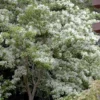 Spring Fleecing Fringe Tree (Chionanthus Virginicus) - 7 Gallon Pot (4-5')