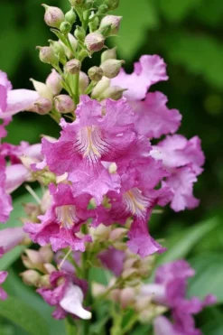 El Nino Desert Orchid (Chitalpa) - 3 Gallon Pot -Wilson Bros Gardens chitalpa el nino desert orchid 2