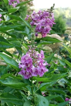 El Nino Desert Orchid (Chitalpa) - 3 Gallon Pot -Wilson Bros Gardens chitalpa el nino desert orchid 8