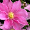 Abilene Clematis - 1 Gallon Pot