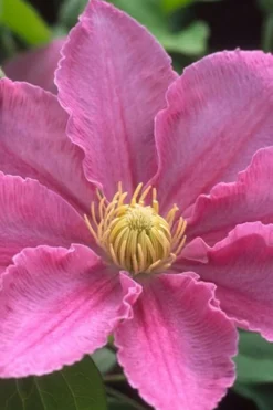 Abilene Clematis - 1 Gallon Pot -Wilson Bros Gardens clematis abilene 500x750 1