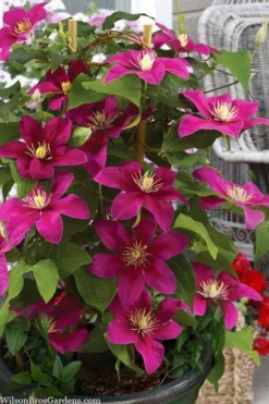Acropolis Clematis - 1 Gallon Pot -Wilson Bros Gardens clematis acropolis 7