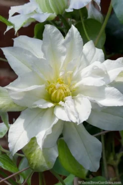 Arctic Queen Clematis - 1 Gallon Pot -Wilson Bros Gardens clematis arctic queen 8
