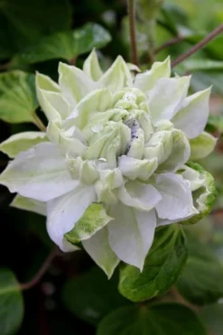 Arctic Queen Clematis - 1 Gallon Pot -Wilson Bros Gardens clematis arctic queen 9
