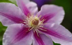 Bees Jubilee Clematis - 1 Gallon Pot -Wilson Bros Gardens clematis bees jubilee 10