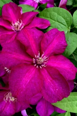 Cardinal Wyszynski Clematis - 1 Gallon Pot -Wilson Bros Gardens clematis cardinal wyszynski 11