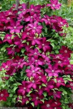 Cardinal Wyszynski Clematis - 1 Gallon Pot -Wilson Bros Gardens clematis cardinal wyszynski 7