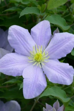 Chelsea Clematis - 1 Gallon Pot 10 Chelsea Clematis - 1 Gallon Pot -Wilson Bros Gardens clematis chelsea 1