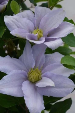 Chelsea Clematis - 1 Gallon Pot 11 Chelsea Clematis - 1 Gallon Pot -Wilson Bros Gardens clematis chelsea 3