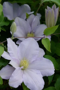 Chelsea Clematis - 1 Gallon Pot 9 Chelsea Clematis - 1 Gallon Pot -Wilson Bros Gardens clematis chelsea 4