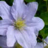 Chelsea Clematis - 1 Gallon Pot