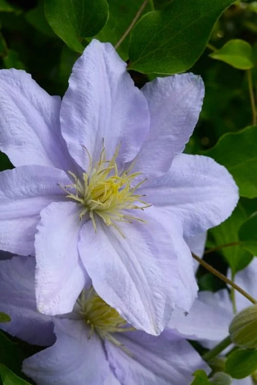 Chelsea Clematis - 1 Gallon Pot 1 Chelsea Clematis - 1 Gallon Pot