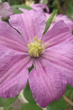 Comtesse De Bouchaud Clematis - 1 Gallon Pot -Wilson Bros Gardens clematis comtesse de bouchaud 1
