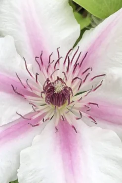 Corinne Clematis - 1 Gallon Pot -Wilson Bros Gardens clematis corinne 15