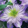 Crystal Fountain Clematis - 1 Gallon Pot