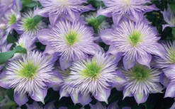 Crystal Fountain Clematis - 1 Gallon Pot -Wilson Bros Gardens clematis crystal fountain 2