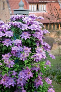 Crystal Fountain Clematis - 1 Gallon Pot -Wilson Bros Gardens clematis crystal fountain 3