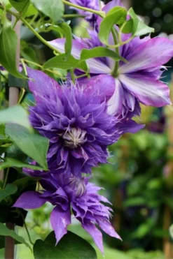 Diamantina Clematis - 1 Gallon Pot -Wilson Bros Gardens clematis diamantina 1