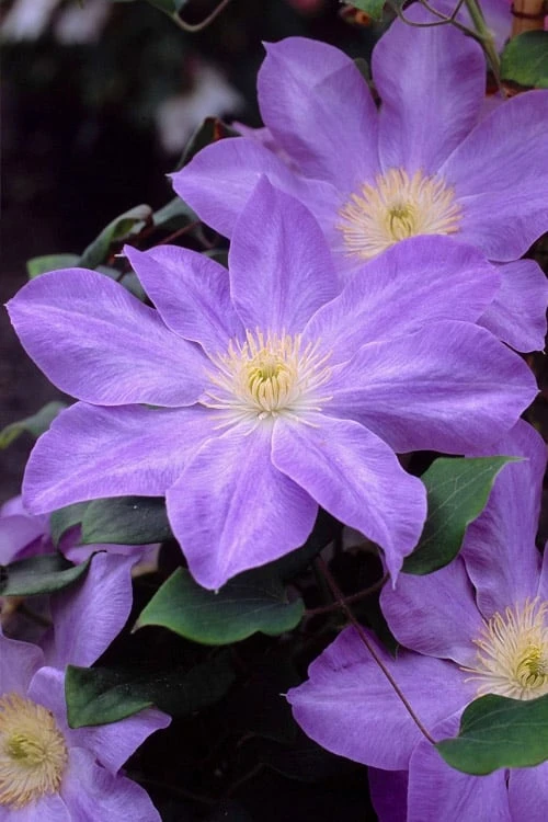 Diana's Delight Clematis - 1 Gallon Pot 6 Diana's Delight Clematis - 1 Gallon Pot - Image 6