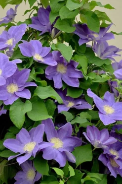 Diana's Delight Clematis - 1 Gallon Pot 9 Diana's Delight Clematis - 1 Gallon Pot -Wilson Bros Gardens clematis dianas delight 3