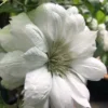 Duchess Of Edinburgh Clematis - 2 Gallon Pot