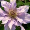Filigree Clematis - 1 Gallon Pot