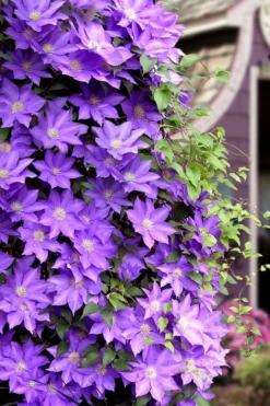 General Sikorski Clematis - 1 Gallon Pot -Wilson Bros Gardens clematis general sikorski 11