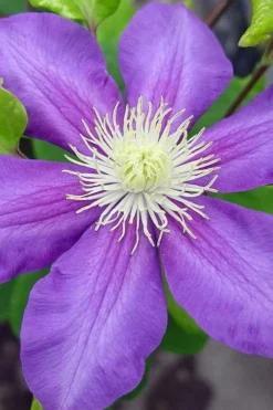 General Sikorski Clematis - 1 Gallon Pot -Wilson Bros Gardens clematis general sikorski 8