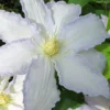 Gillian Blades Clematis - 1 Gallon Pot