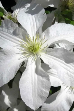 John Huxtable Clematis - 1 Gallon Pot