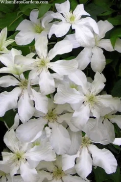 John Huxtable Clematis - 1 Gallon Pot -Wilson Bros Gardens clematis john huxtable 3