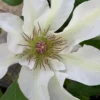 Kitty Clematis - 1 Gallon Pot