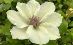 Kitty Clematis - 1 Gallon Pot 16 Kitty Clematis - 1 Gallon Pot -Wilson Bros Gardens clematis kitty 8