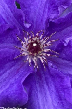 Lindsay Clematis - 1 Gallon Pot -Wilson Bros Gardens clematis lindsay 5