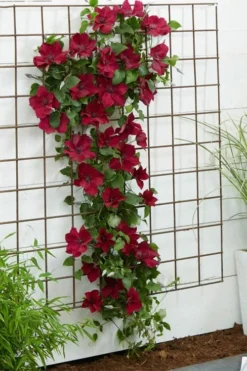 Nubia Clematis - 1 Gallon Pot -Wilson Bros Gardens clematis nubia 1