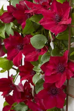 Nubia Clematis - 1 Gallon Pot -Wilson Bros Gardens clematis nubia 4