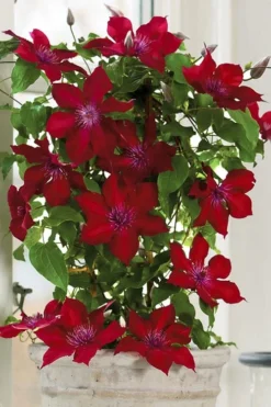 Nubia Clematis - 1 Gallon Pot -Wilson Bros Gardens clematis nubia 5