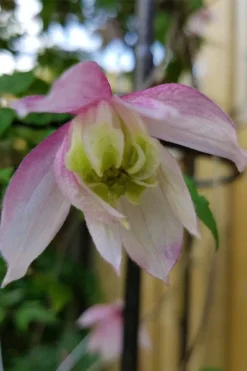 Pink Flamingo Clematis - 1 Gallon Pot 11 Pink Flamingo Clematis - 1 Gallon Pot -Wilson Bros Gardens clematis pink flamingo 3