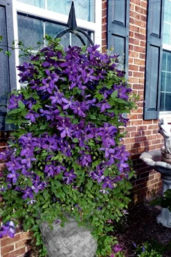 Polish Spirit Clematis - 1 Gallon Pot 13 Polish Spirit Clematis - 1 Gallon Pot -Wilson Bros Gardens clematis polish spirit 10