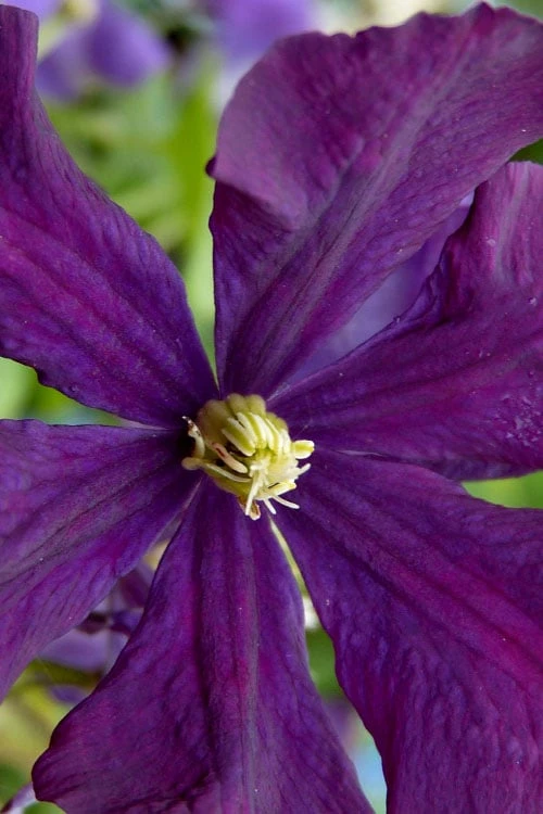 Polish Spirit Clematis - 1 Gallon Pot 7 Polish Spirit Clematis - 1 Gallon Pot - Image 7