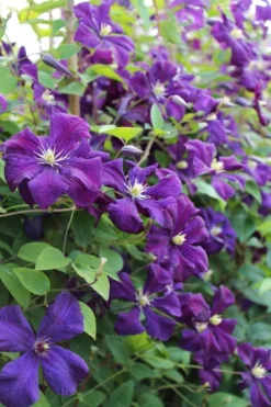 Polish Spirit Clematis - 1 Gallon Pot 14 Polish Spirit Clematis - 1 Gallon Pot -Wilson Bros Gardens clematis polish spirit 6