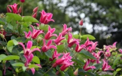 Princess Diana Clematis - 1 Gallon Pot 15 Princess Diana Clematis - 1 Gallon Pot -Wilson Bros Gardens clematis princess diana 1