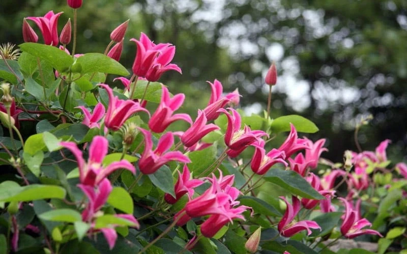 Princess Diana Clematis - 1 Gallon Pot 8 Princess Diana Clematis - 1 Gallon Pot - Image 8