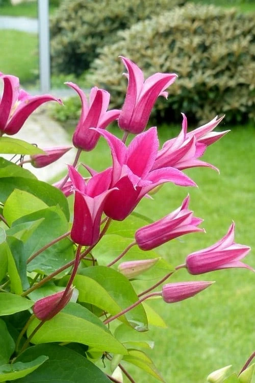 Princess Diana Clematis - 1 Gallon Pot 4 Princess Diana Clematis - 1 Gallon Pot - Image 4