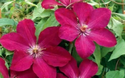 Rouge Cardinal Clematis - 1 Gallon Pot 9 Rouge Cardinal Clematis - 1 Gallon Pot -Wilson Bros Gardens clematis rouge cardinal 2