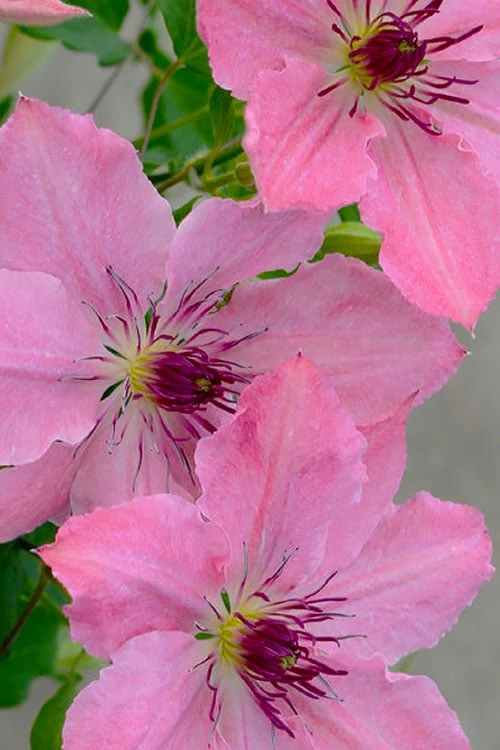 Sarah Elizabeth Clematis - 1 Gallon Pot 6 Sarah Elizabeth Clematis - 1 Gallon Pot - Image 6