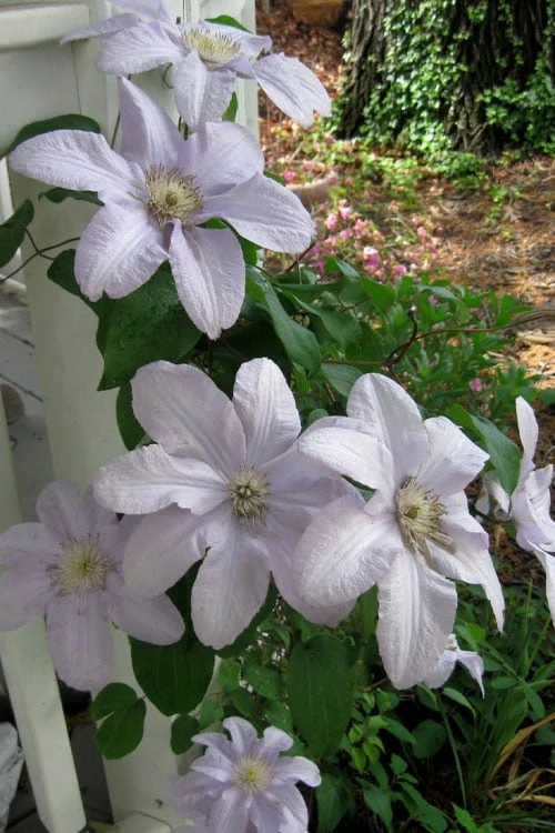 Silver Moon Clematis - 1 Gallon Pot 4 Silver Moon Clematis - 1 Gallon Pot - Image 4