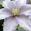 Silver Moon Clematis - 1 Gallon Pot