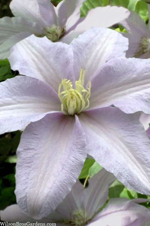 Silver Moon Clematis - 1 Gallon Pot 1 Silver Moon Clematis - 1 Gallon Pot
